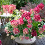 Hydrangea Diamond Rouge (Pbr) Hydrangea Diamond Rouge (Pbr)