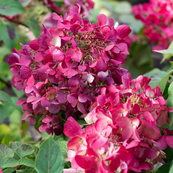 Hydrangea Diamond Rouge (Pbr)