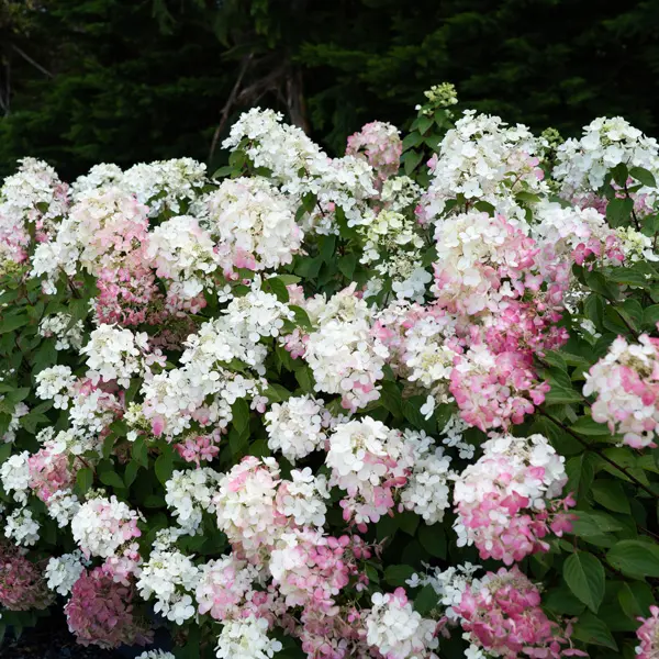 Hydrangea Diamond Rouge (Pbr)