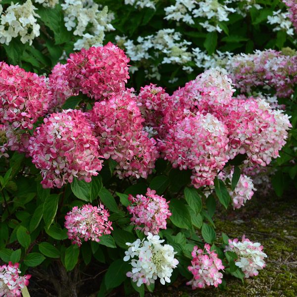 Hydrangea Diamond Rouge (Pbr)