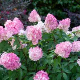 Hydrangea Sundae Fraise (Pbr) Hydrangea Sundae Fraise (Pbr)