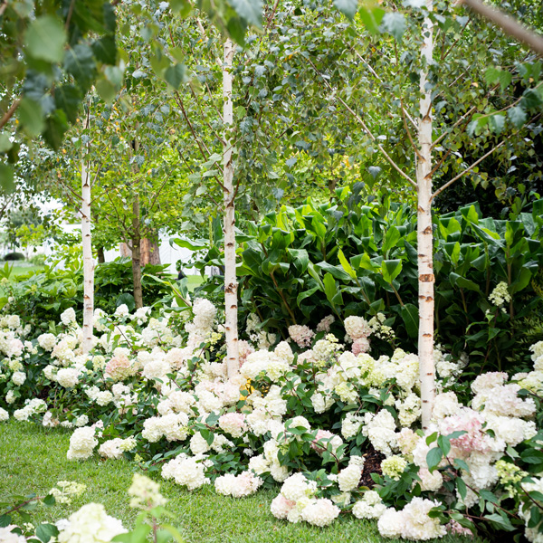 Hydrangea Sundae Fraise (Pbr)