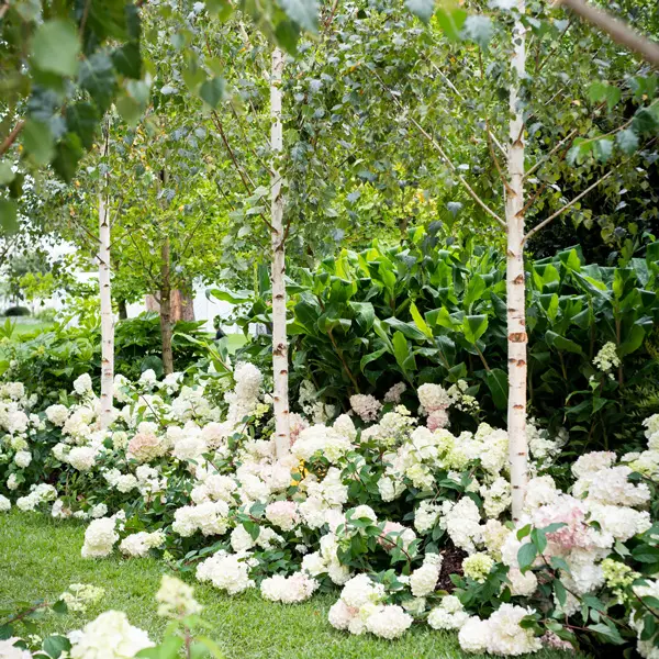 Hydrangea Sundae Fraise (Pbr) Hydrangea Sundae Fraise (Pbr)