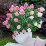 Hydrangea Sundae Fraise P10hydsfr - Garden Express Australia