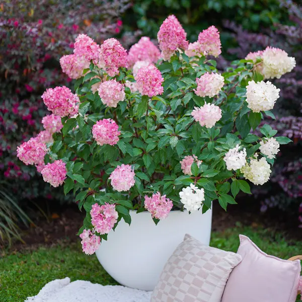 Hydrangea Sundae Fraise (Pbr) Hydrangea Sundae Fraise (Pbr)