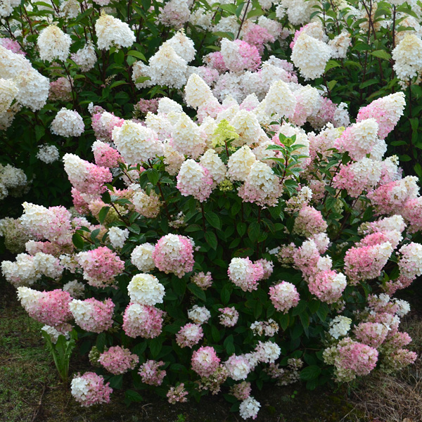 Hydrangea Sundae Fraise (Pbr)