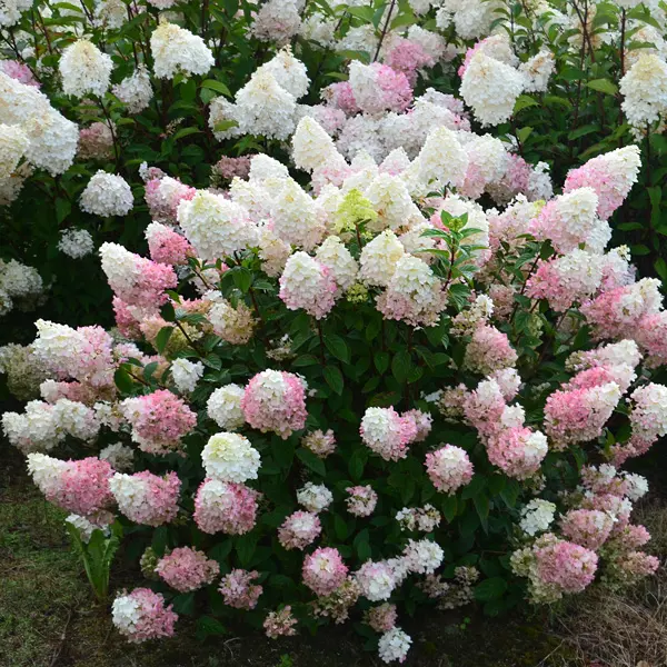 Hydrangea Sundae Fraise (Pbr) Hydrangea Sundae Fraise (Pbr)