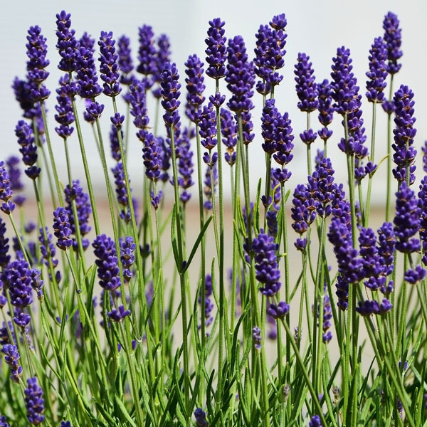 Lavender Aromatico Blue Garden Express