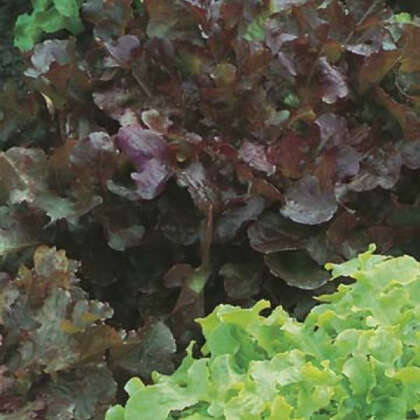 Lettuce Red And Green Salad Bowl Mixed Seeletrgsb - Garden Express Australia