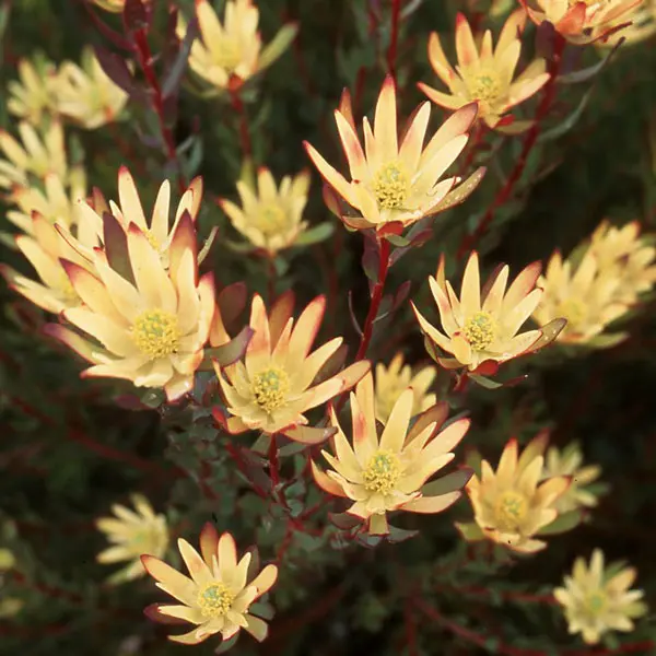 Leucadendron Baby Bouquet