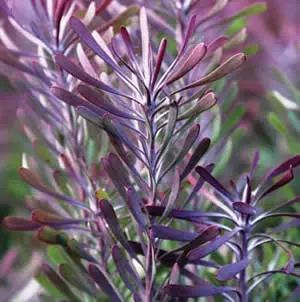 Leucadendron Purple Haze Leucadendron Purple Haze