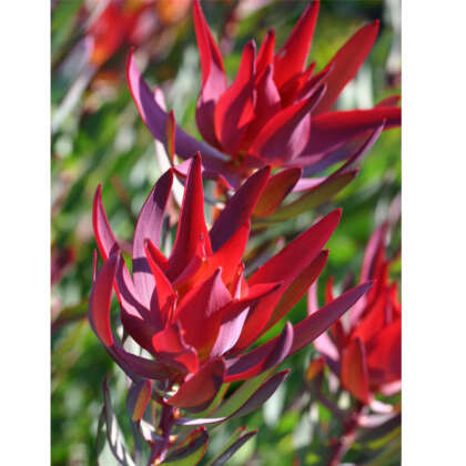 Leucadendron Red Devil P10lcdrde - Garden Express Australia