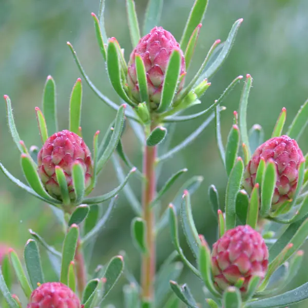 Leucadendron Strawberry Fair