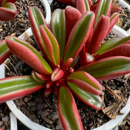 Peperomia Ruby Glow - Garden Express