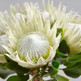 Protea King White Protea King White