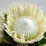 Protea King White 2025 P10prokwh - Garden Express Australia