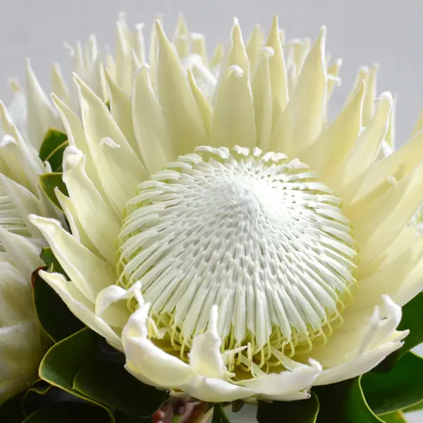 Protea King White