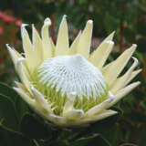 Protea King White P10prokwh - Garden Express Australia