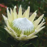 Protea King White P10prokwh - Garden Express Australia