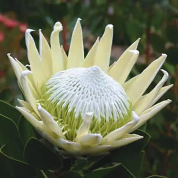 Protea King White 140mm Protea King White 140mm