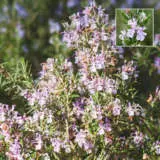 Rosemary Pink Pplrospin - Garden Express Australia
