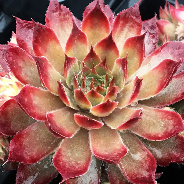 Sempervivum Butterscotch Baby
