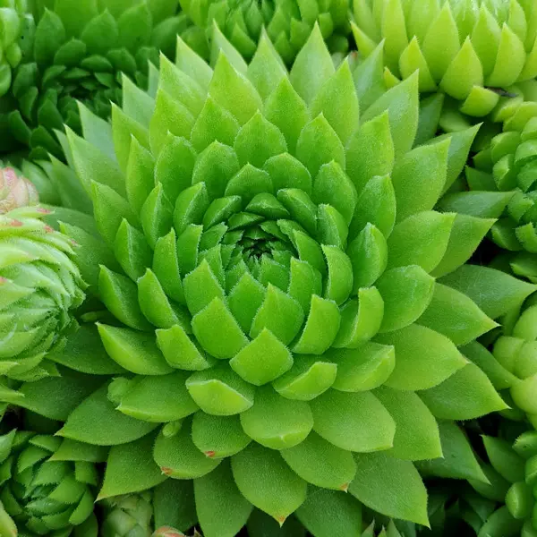 Sempervivum Key Lime Kiss