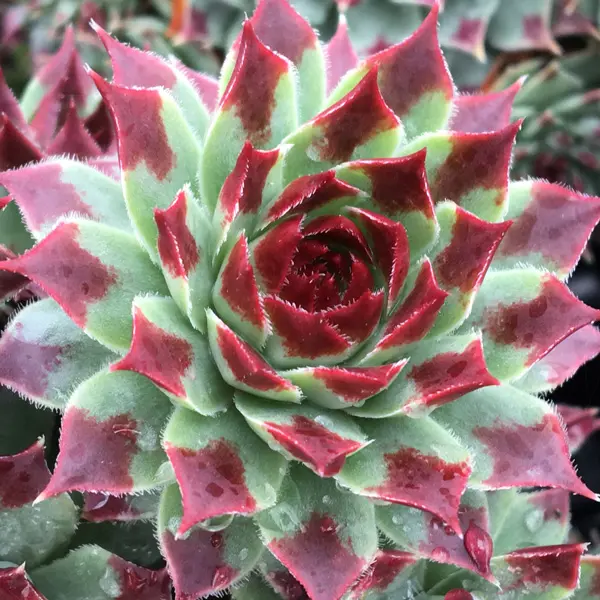 Sempervivum Mint Marvel