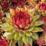 Sempervivum Pineapple Paradise Plasempip - Garden Express Australia