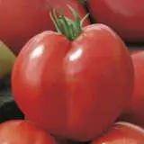 Tomato Oxheart Seetomoxh - Garden Express Australia
