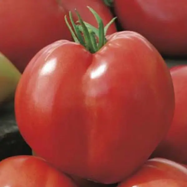 Seed – Tomato Oxheart