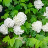 Viburnum Opulus Sterile P14vibost - Garden Express Australia
