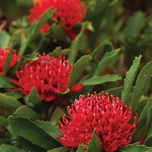Telopea Shady Lady Red