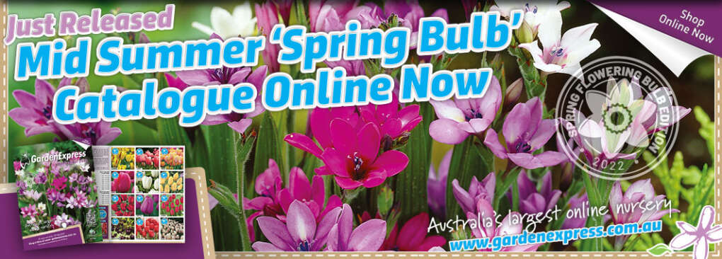 New Mid Summer 'Spring Flowering Bulb' Catalogue Out Now