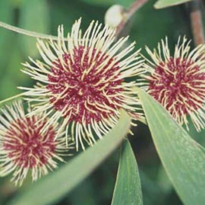 Wildflower Seed Pincushion Hakea Seewsephk - Garden Express Australia