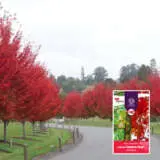 Acer Autumn Blaze 22 Treaceabl - Garden Express Australia