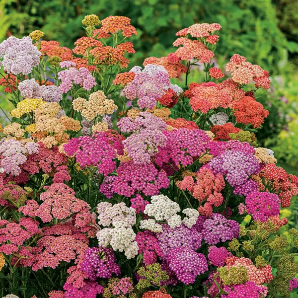 Achillea Summer Berries Mixed
