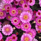 Argyranthemum Aramis Dark Pink P68argadp - Garden Express Australia