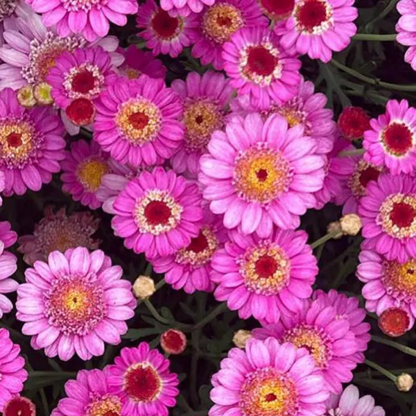 Argyranthemum Aramis Dark Pink Argyranthemum Aramis Dark Pink