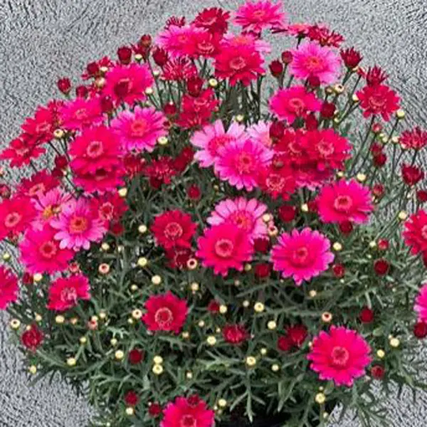 Argyranthemum Aramis Velvet Red Argyranthemum Aramis Velvet Red