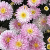 Argyranthemum Honeybees Double White Pink P68arghwp - Garden Express Australia