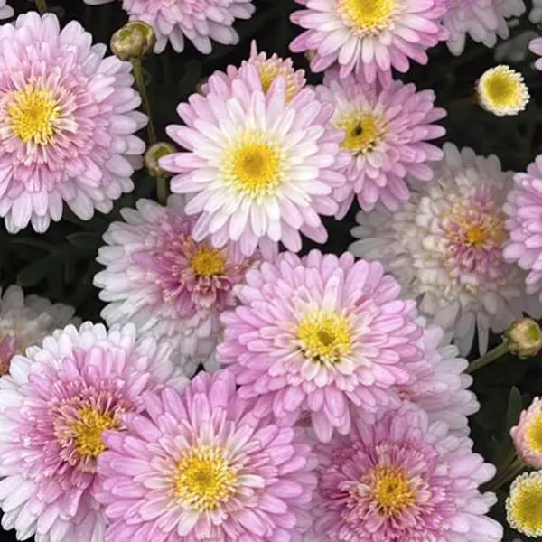Argyranthemum Honeybees Double White Pink Argyranthemum Honeybees Double White Pink