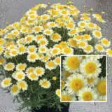 Argyranthemum Honeybees Light Yellow P68arghly - Garden Express Australia