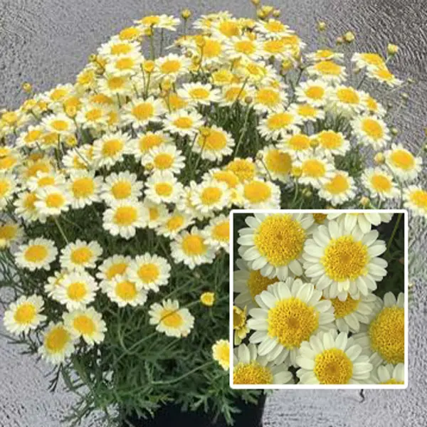 Argyranthemum Honeybees Light Yellow Argyranthemum Honeybees Light Yellow