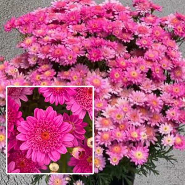 Argyranthemum Sassy Deep Rose