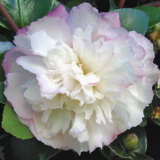 Camellia Beatrice Emily