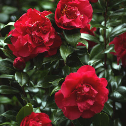 Camellia Beni Arajishi Lpocambar - Garden Express Australia