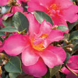 Camellia Hiryu Lpocamhir - Garden Express Australia