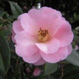 Camellia Margaret Waterhouse Lpocammwa - Garden Express Australia