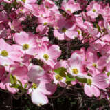Cornus Pink Flowering Dogwood P20corpin - Garden Express Australia
